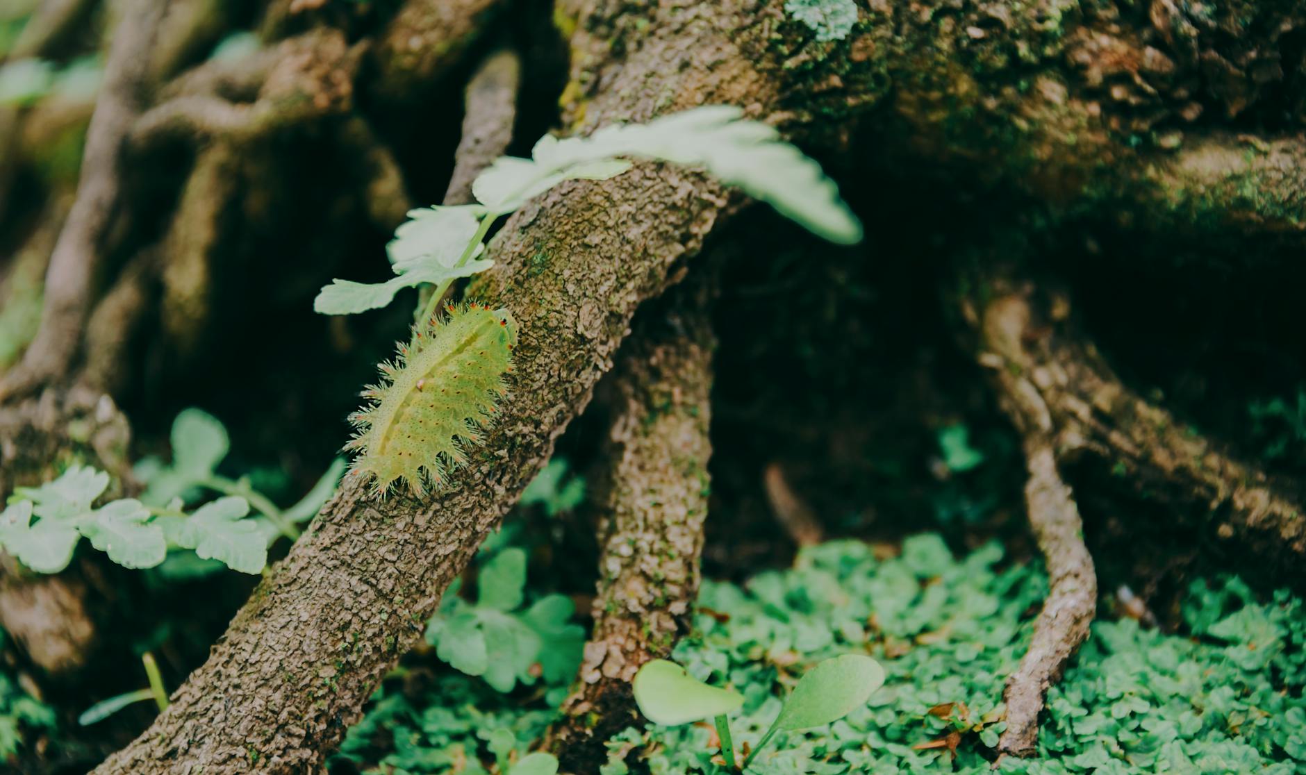 bare root tree planting depth UK