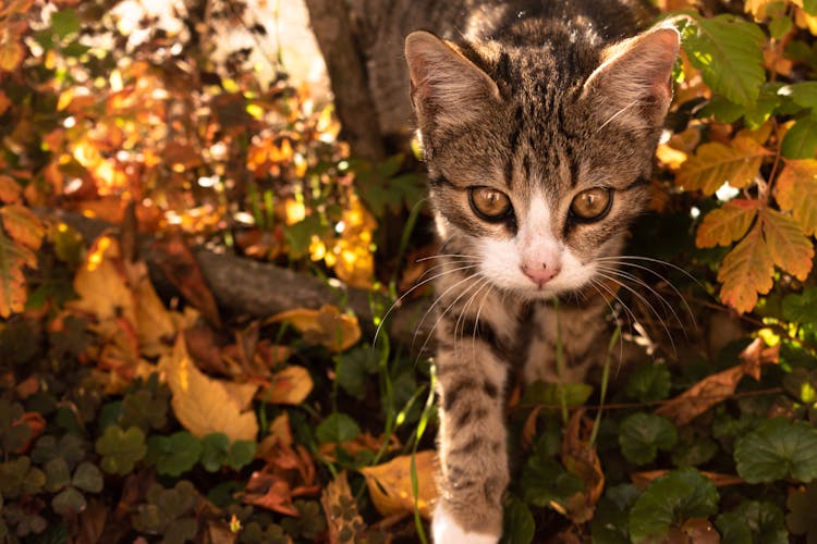 Cat Among Leaves