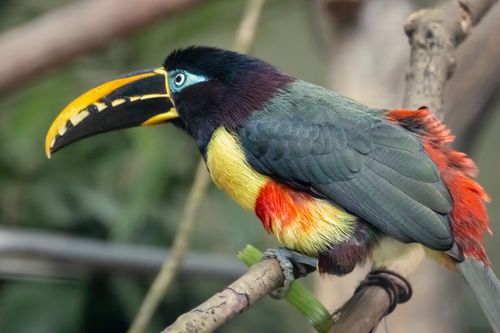 Free Vibrant toucan with striking plumage perched gracefully on a branch outdoors. Stock Photo