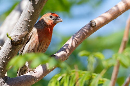 Close up of Bird