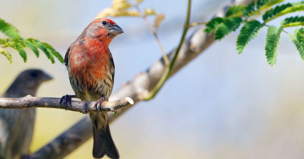 Descubre qué aves tienen los cantos más agradables para las personas Descubre qué aves tienen los cantos más agradables para las personas