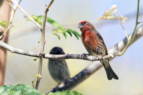 Close-up of a Purple Finch on a Tree Branch 