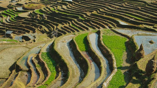 Fotos de stock gratuitas de agricultura, campos de arroz, foto con dron