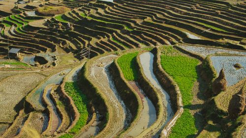 Free Stunning aerial shot of lush, tiered rice terraces, showcasing agricultural beauty. Stock Photo