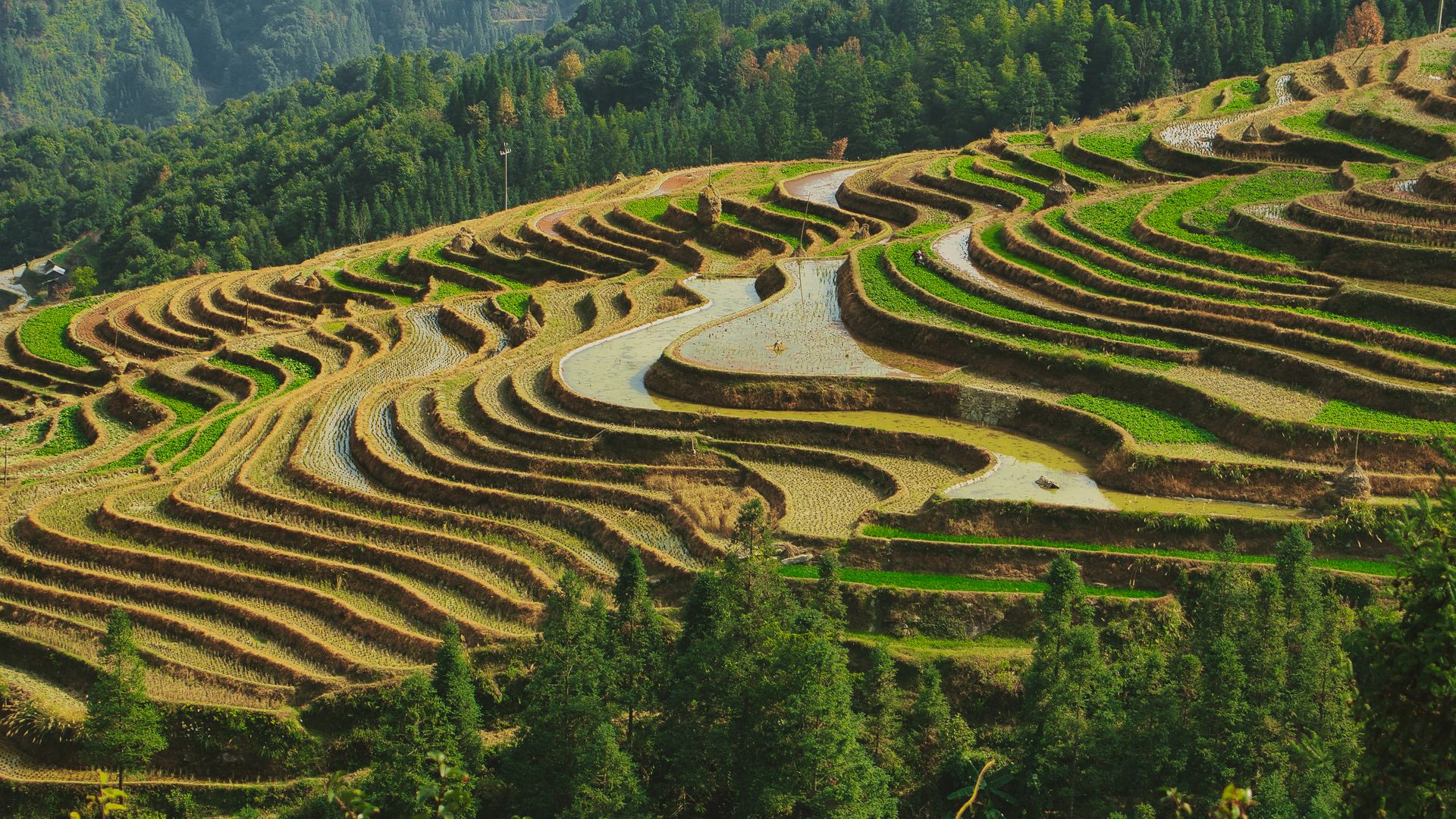 Stunning aerial shot of green rice terraces in a rural landscape, showcasing agricultural beauty.