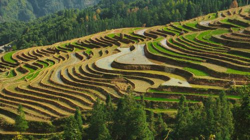 Free Stunning aerial shot of green rice terraces in a rural landscape, showcasing agricultural beauty. Stock Photo