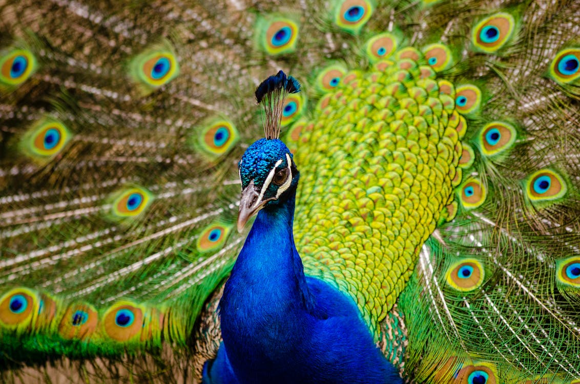 Free Close-Up Photography of Peacock Stock Photo