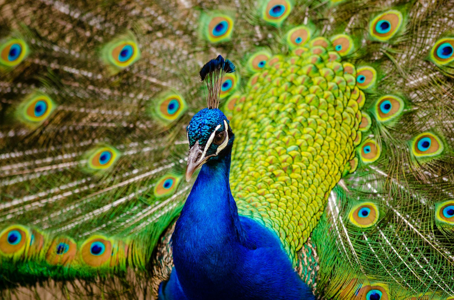 Stunning close-up of a peacock with vibrant feathers on full display.