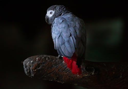 Красивый попугай