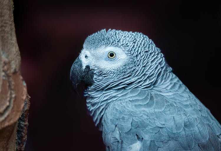 Portrait Of African Parrot