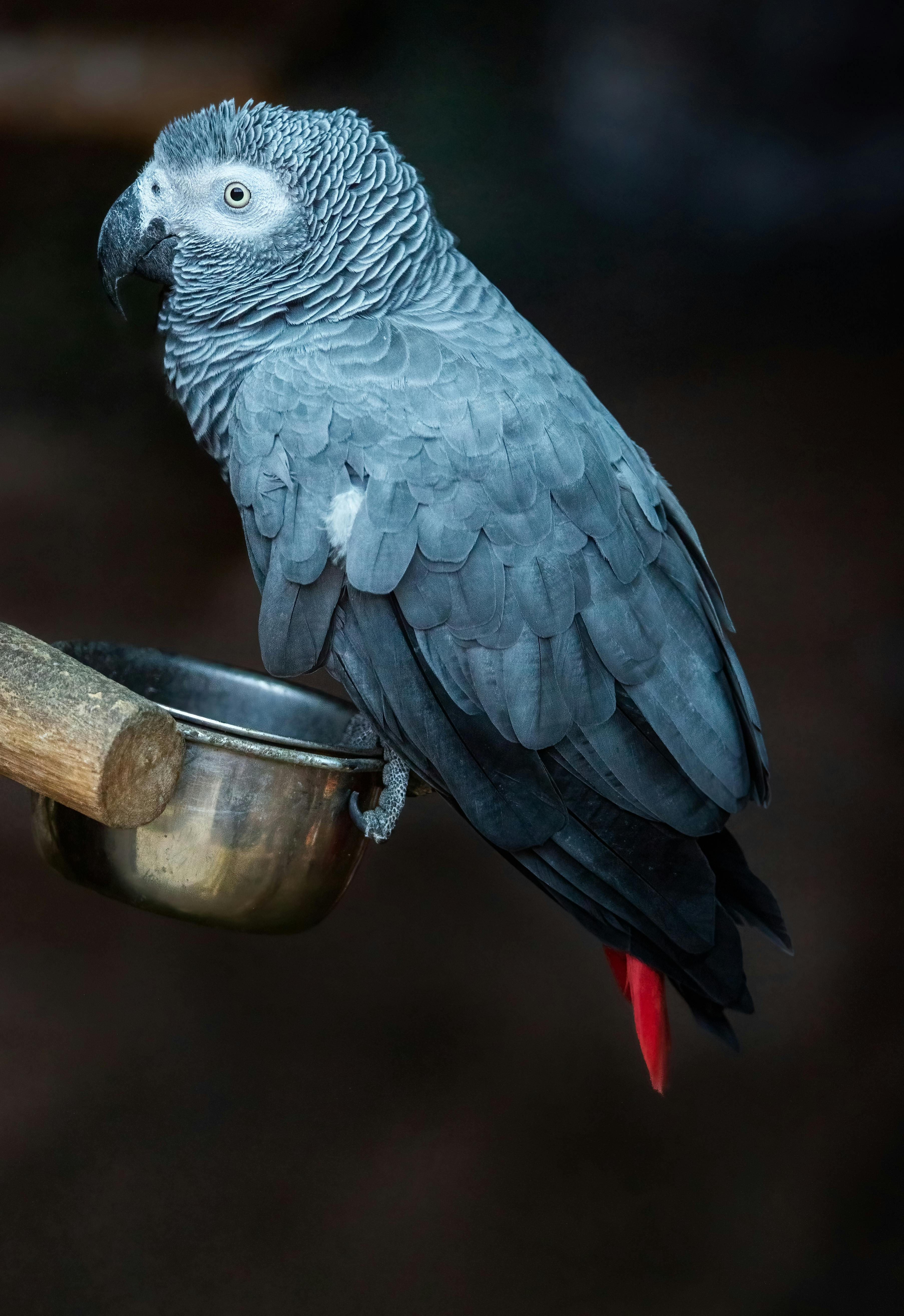 Download wallpaper 480x854 parrot african grey parrot color bird nokia  lumia 630 sony ericsson xperia hd background