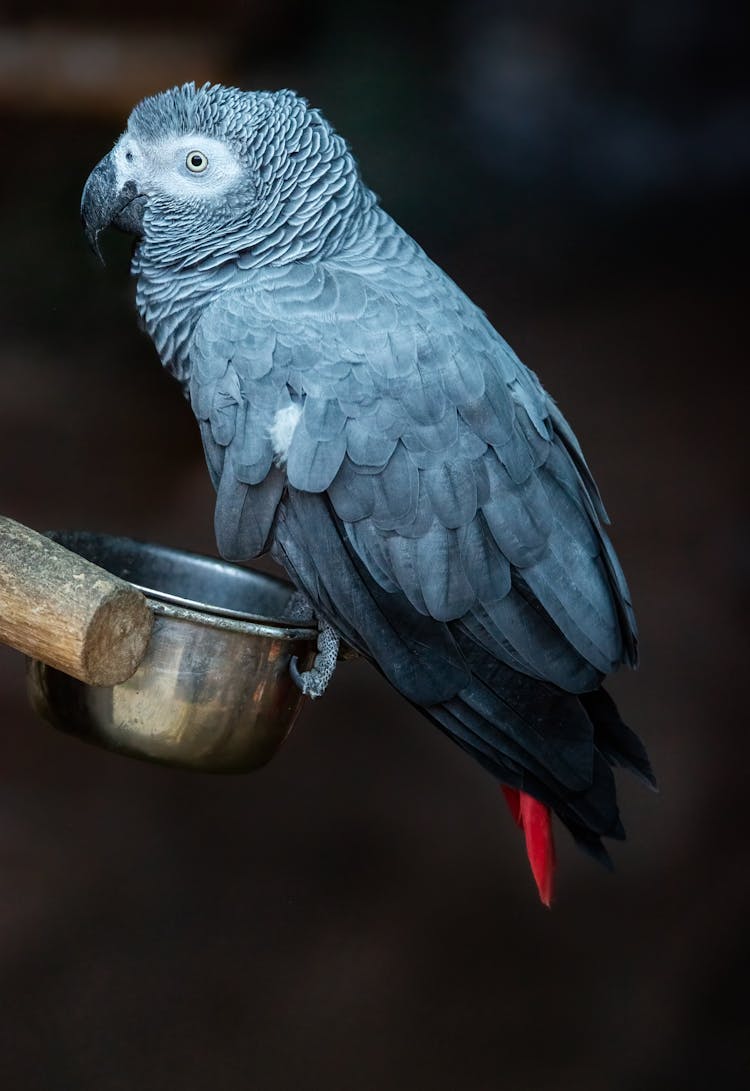 Portrait Of African Parrot