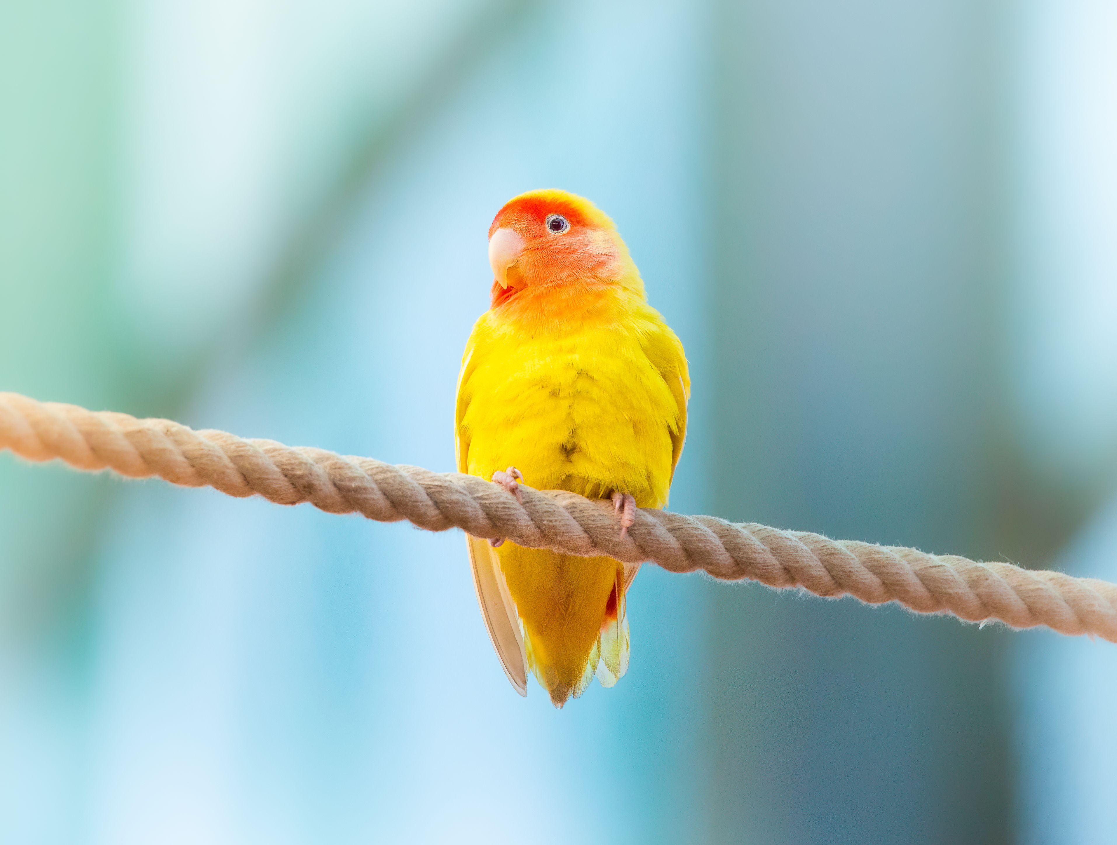 Buy Agapornis roseicollis in Peach-Faced Lovebird, Theni - For Sale