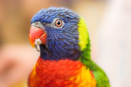 Free Bright close-up of a colorful rainbow lorikeet in Taif, Saudi Arabia Stock Photo