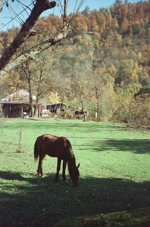 Kostenloses Stock Foto zu 35mm, 35mm kamera, 35mm-film