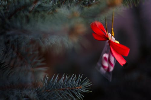 Gratis stockfoto met detailopname, feest, kerstboom Stockfoto