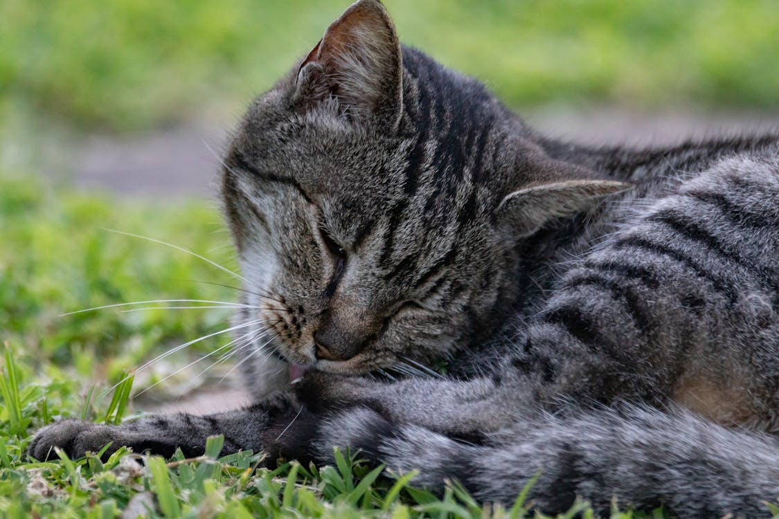 芝生のフィールドに横たわっている灰色のぶち猫の写真