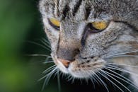 一只虎斑猫的特写镜头，黄眼睛引人注目，胡须细致