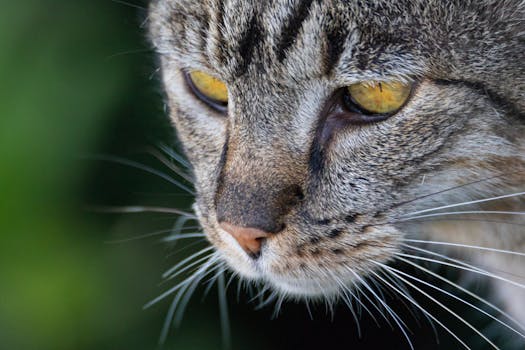 一只虎斑猫的特写镜头，黄眼睛引人注目，胡须细致