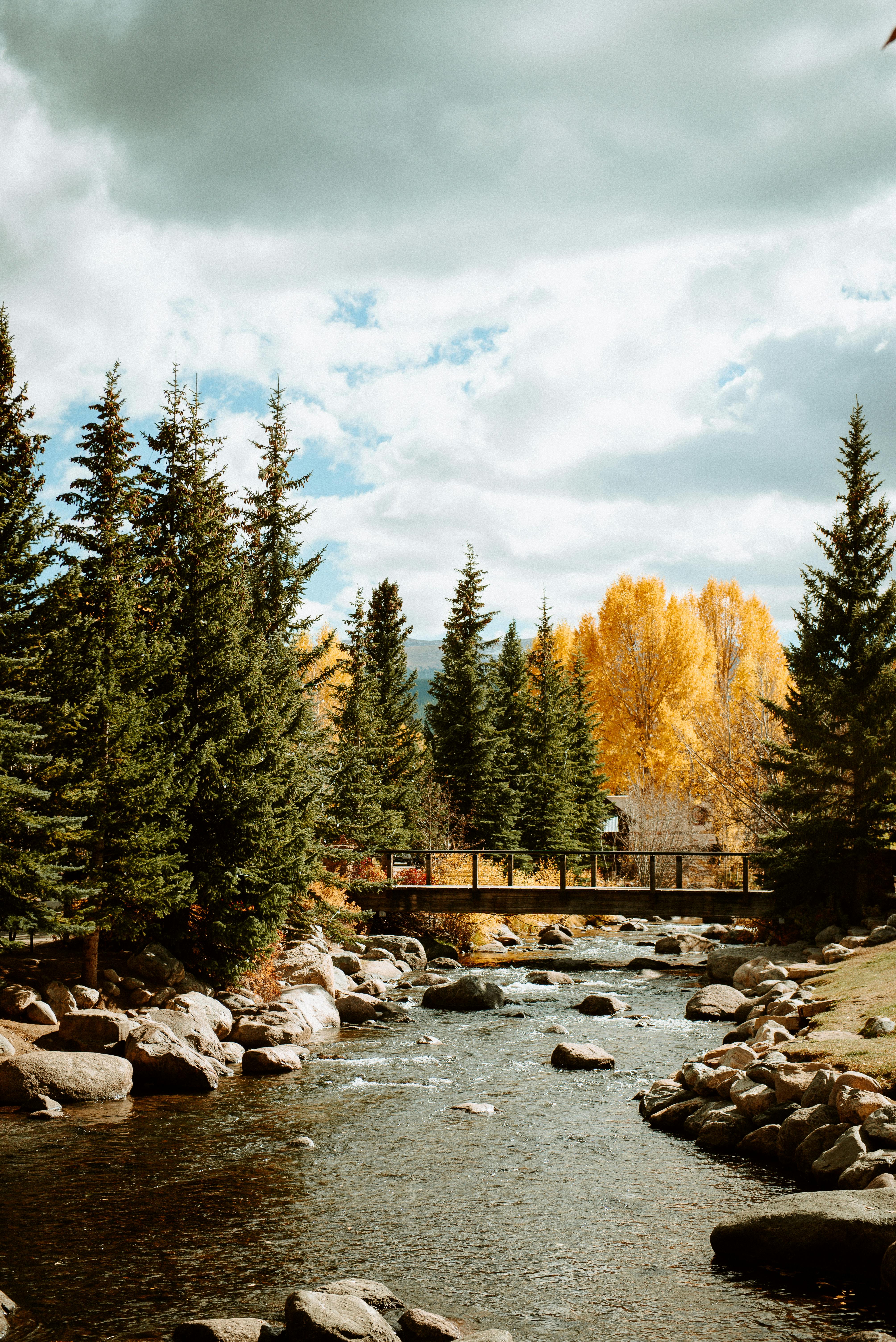 Where are natural steroids found?