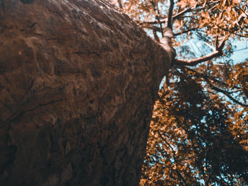 Photos gratuites de amandier, appareil photo rétro, arbre d'automne