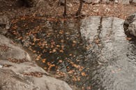 Autumn Leaves in Pond