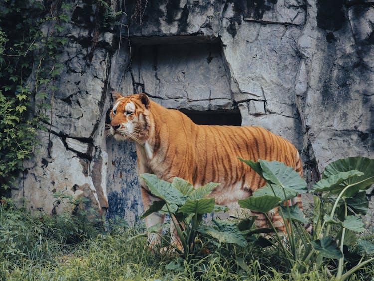 Photo Of A Tiger