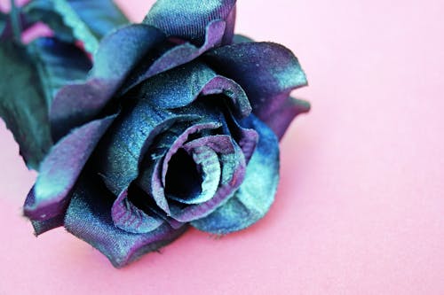 Синие и фиолетовые шелковые розы на розовой поверхности
