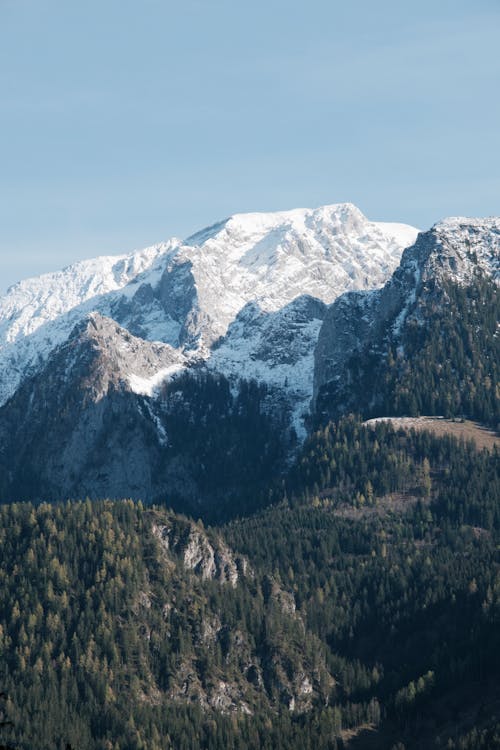 Trees on Mountainside