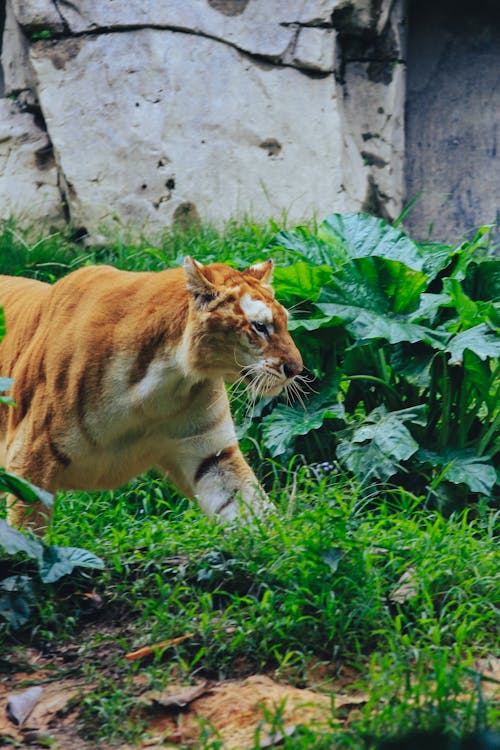 Tiger Walking on Bright Green Grass