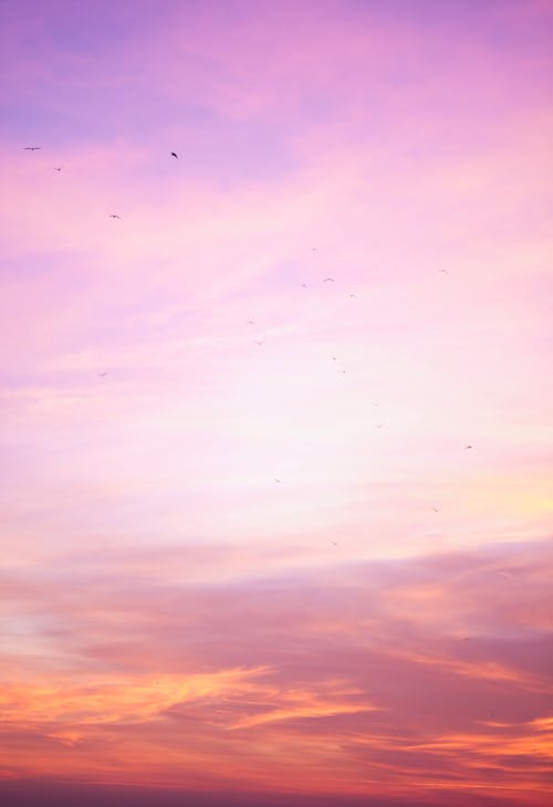 Photos gratuites de beauté, ciel rose, coucher de soleil