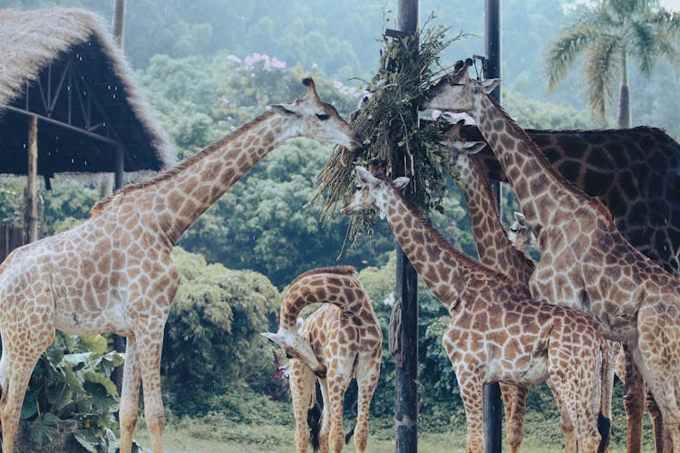 Photograph Of Giraffes Eating