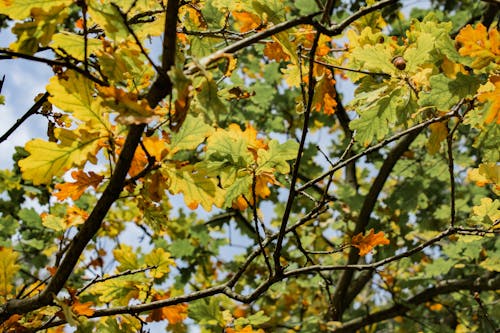 Foto d'estoc gratuïta de arbres, bosc, branca