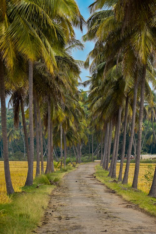 Palm Trees around Dirt Road