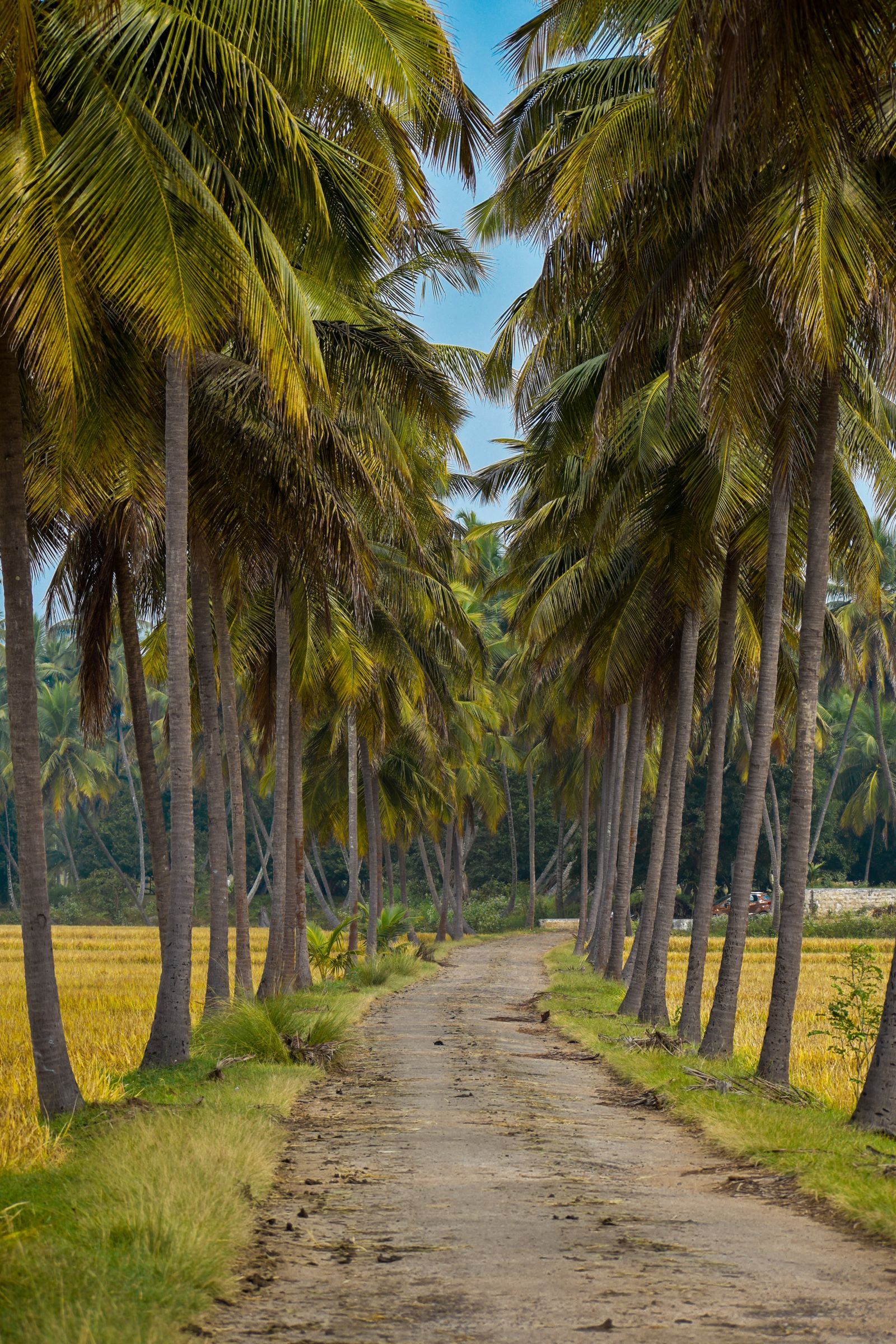 Narrow rural road running through coconut palms in Karnataka