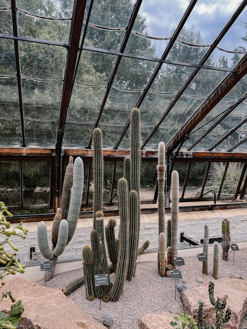 Greenhouse of Cacti and Succulents