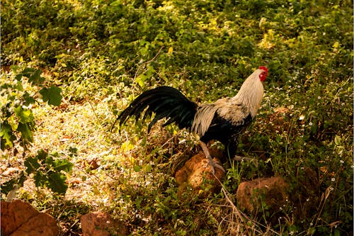 A Rooster Perched on a Rock 