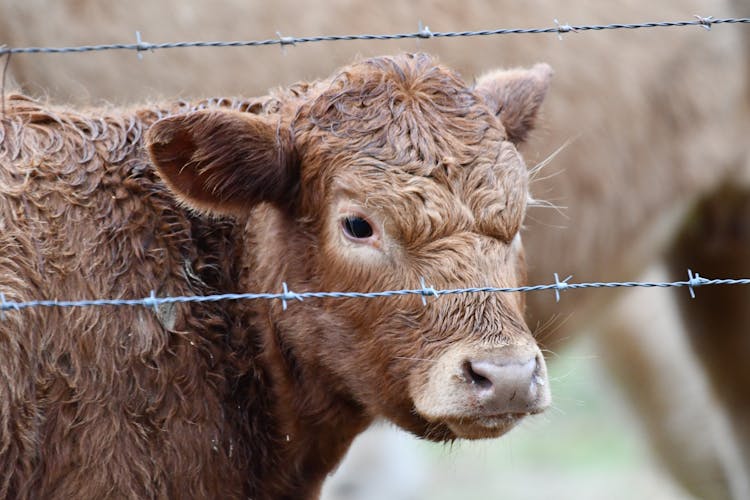 Close-up Of A Cow