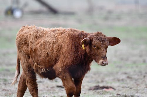 Photograph of a Brown Cattle