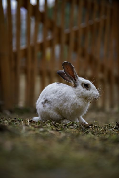 White Rabbit on Ground · Free Stock Photo