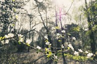 春天的森林里，阳光明媚的樱花营造出一片宁静的景象