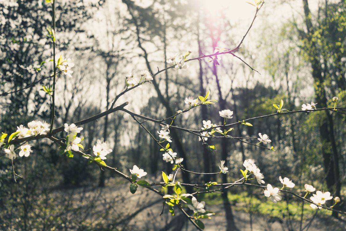 gratis Selectieve Aandacht Foto Van Een Witbloeiende Boom In Het Midden Van Bossen Overdag Stockfoto
