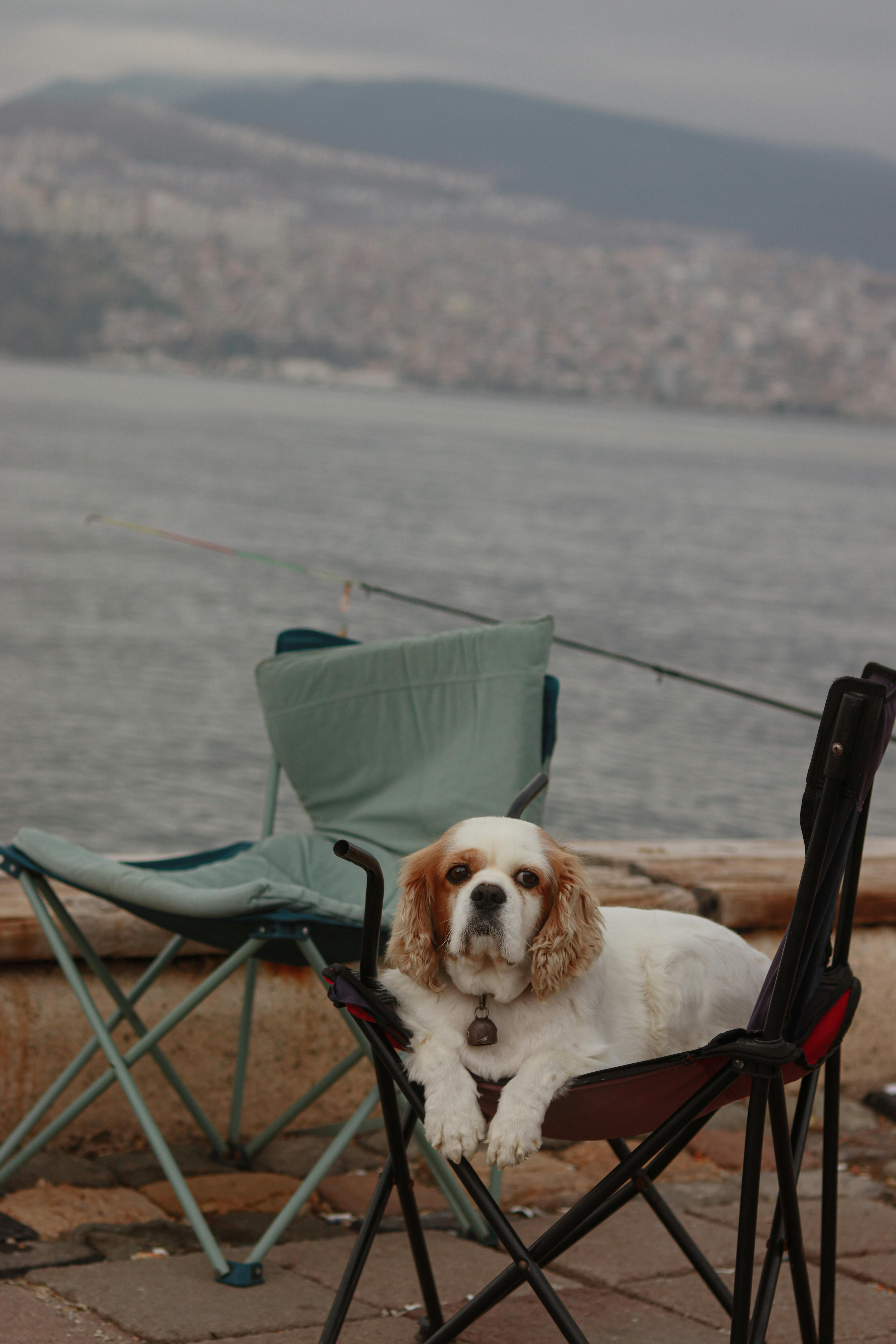 a dog sitting in a chair next to a fishing pole