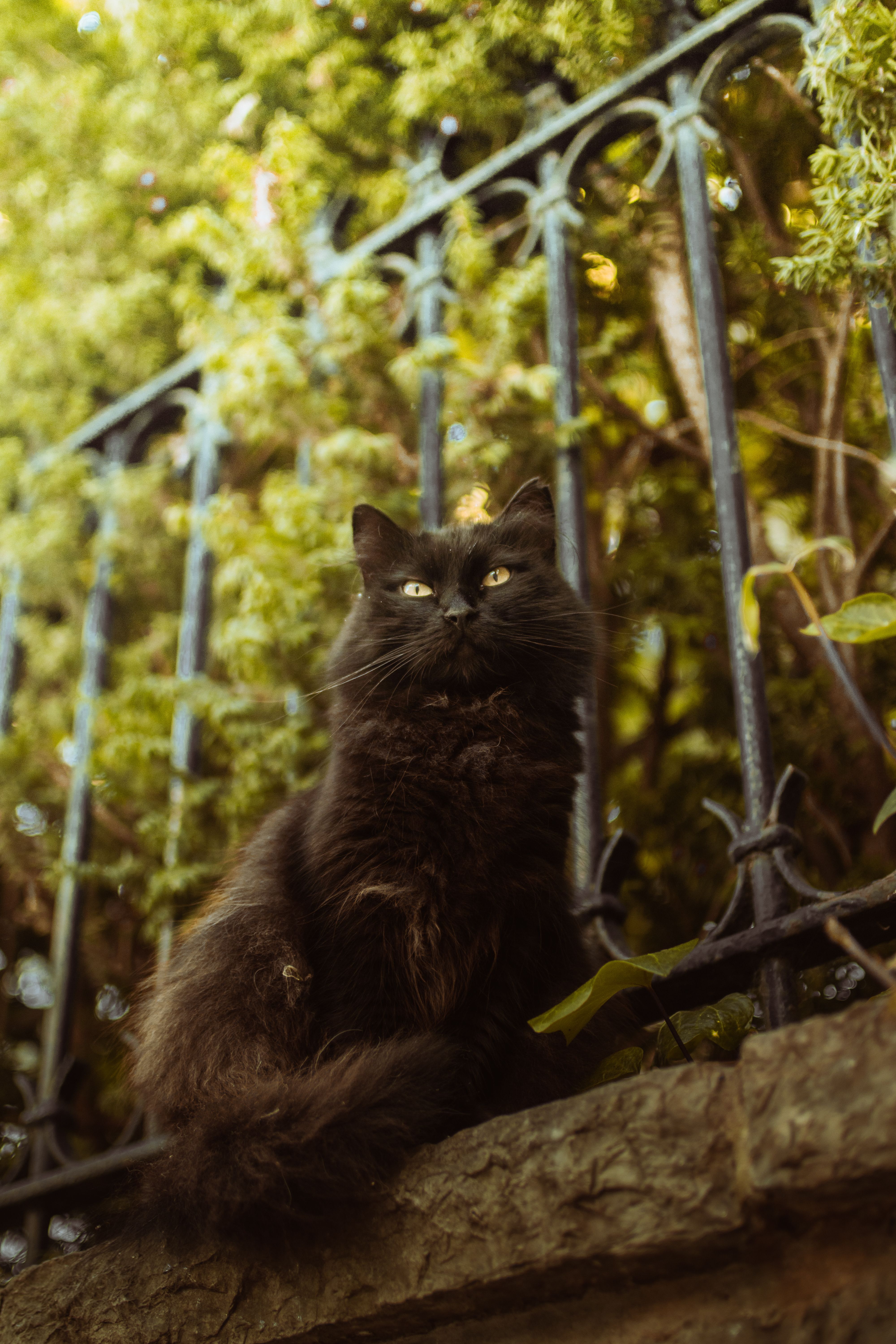 A Furry Black Cat Sitting Outside · Free Stock Photo