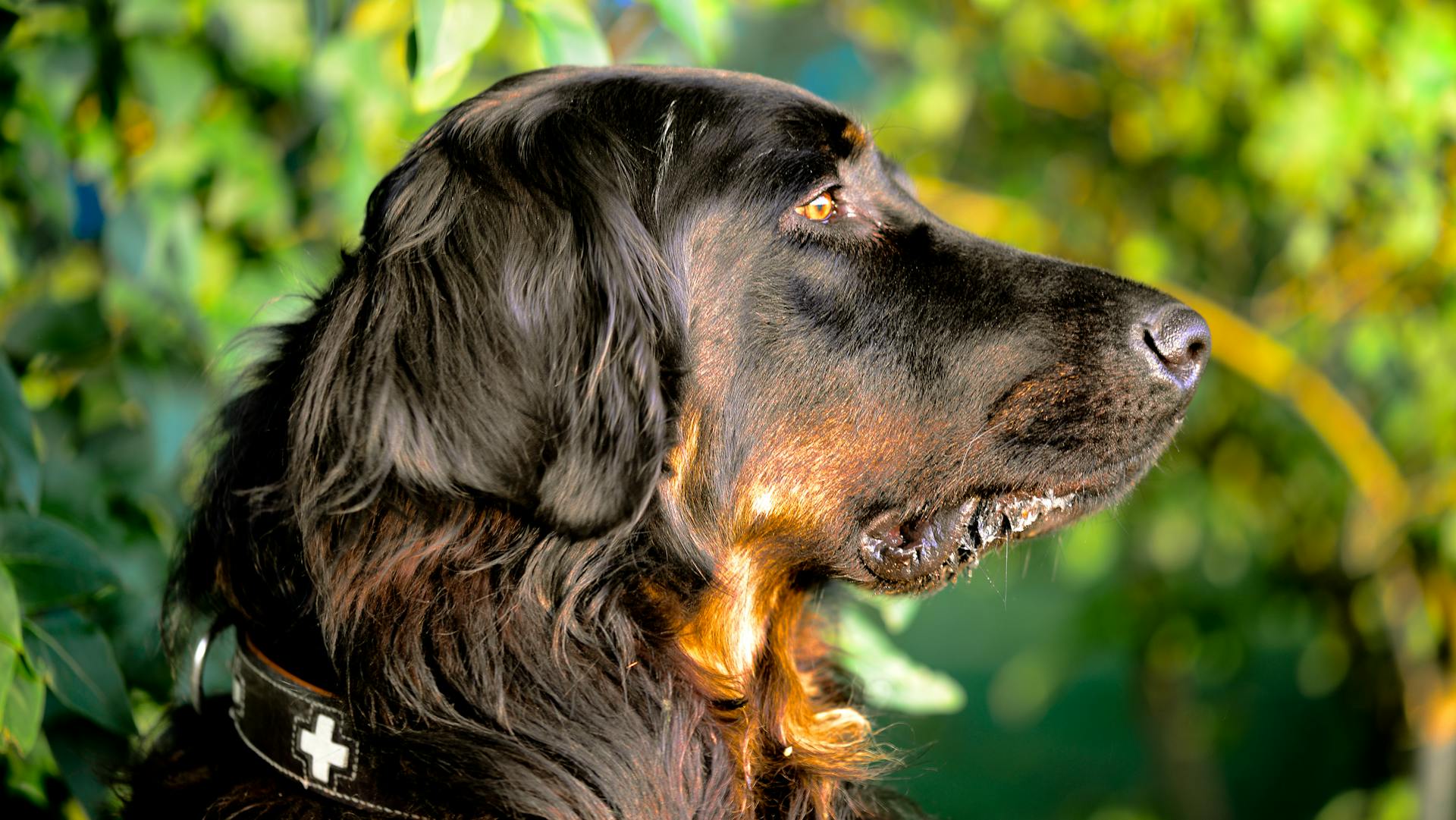 Selektiv fokusfotografi av Gordon Setter