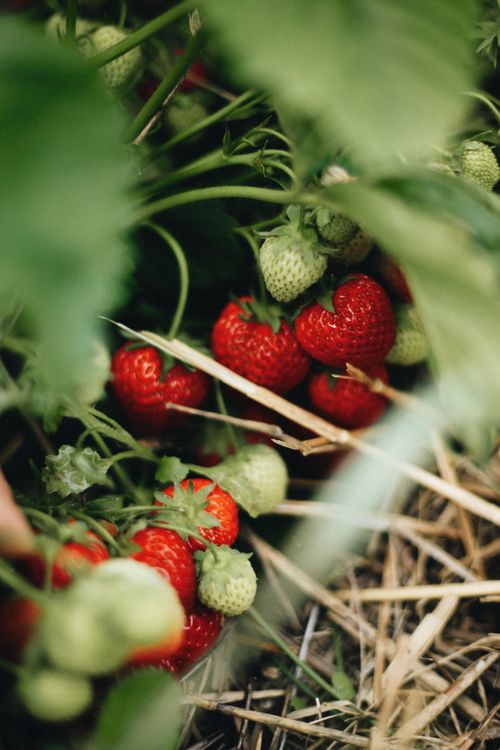 Free Vibrant ripe strawberries nestled among green leaves in a summer garden. Stock Photo