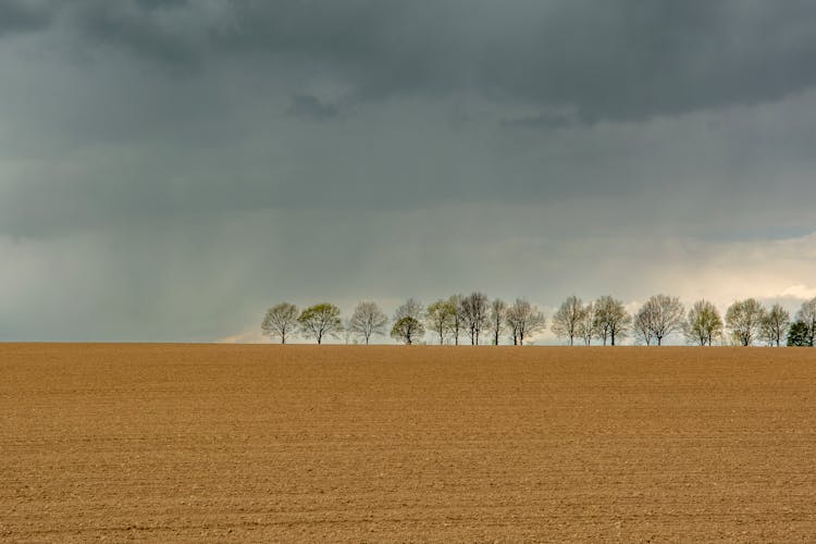 Trees On Grass Field