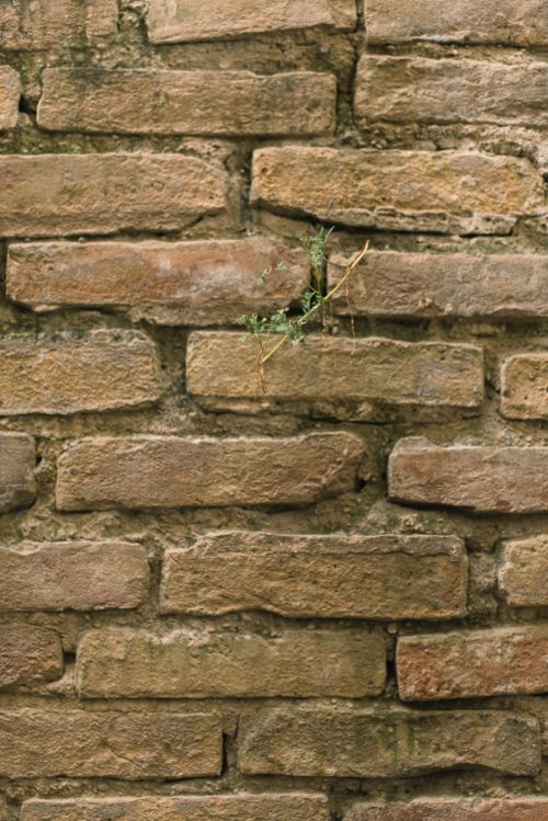 Free Close-up of an old brick wall with small plant growth, showcasing rustic texture. Stock Photo