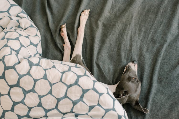 A Dog Lying In Bed 