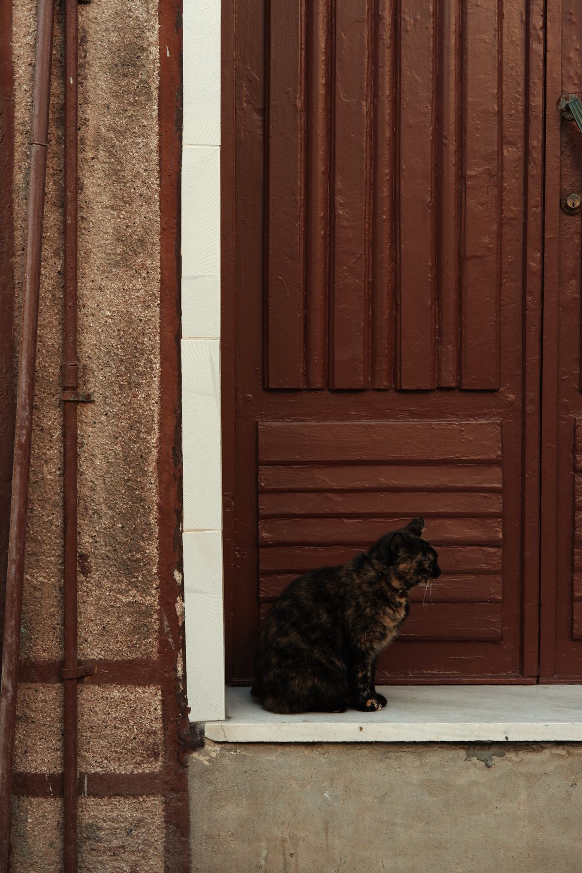 Tortoiseshell cat sitting calmly outside a wooden door